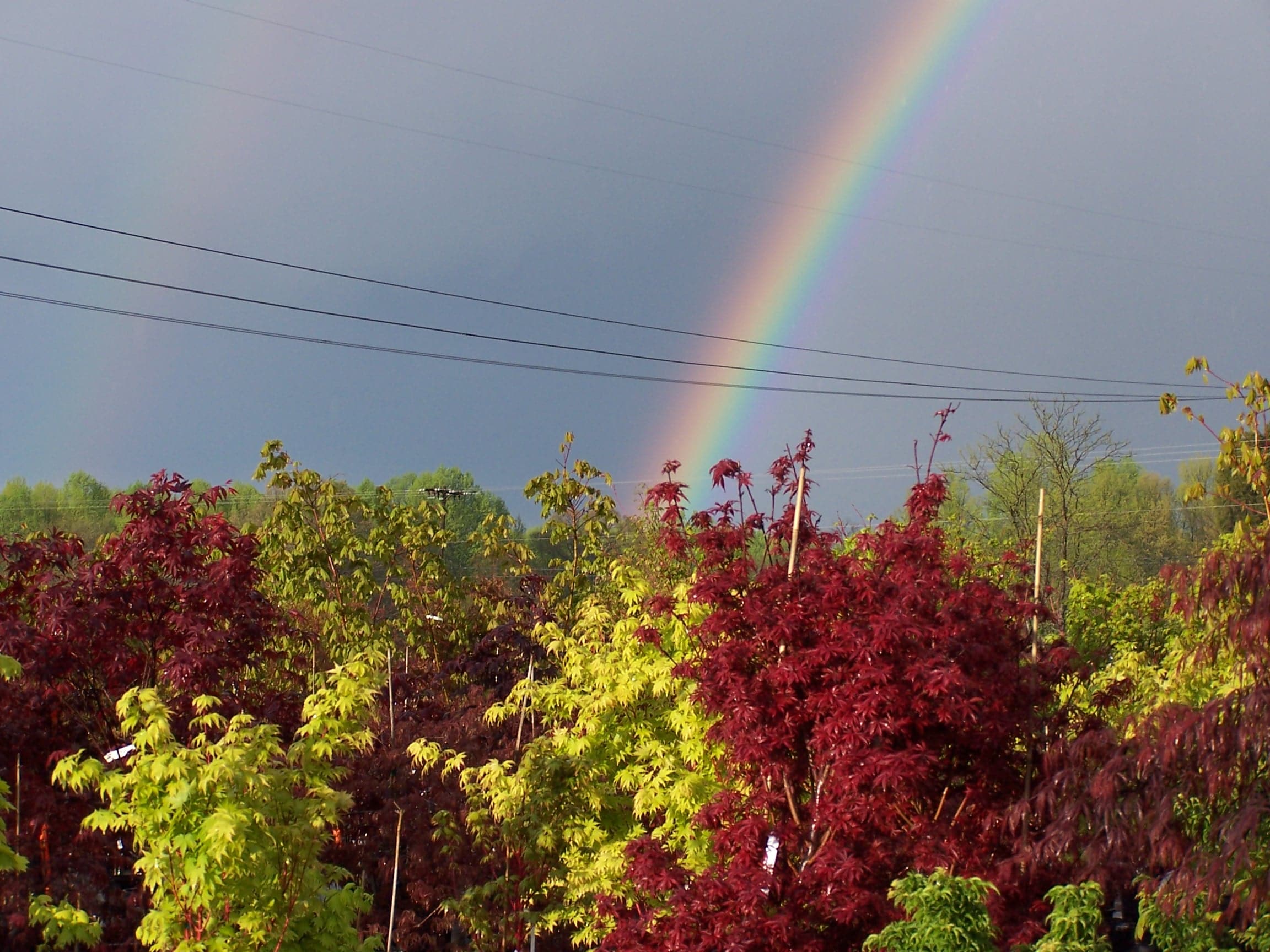 Japanese Maples japanese maples