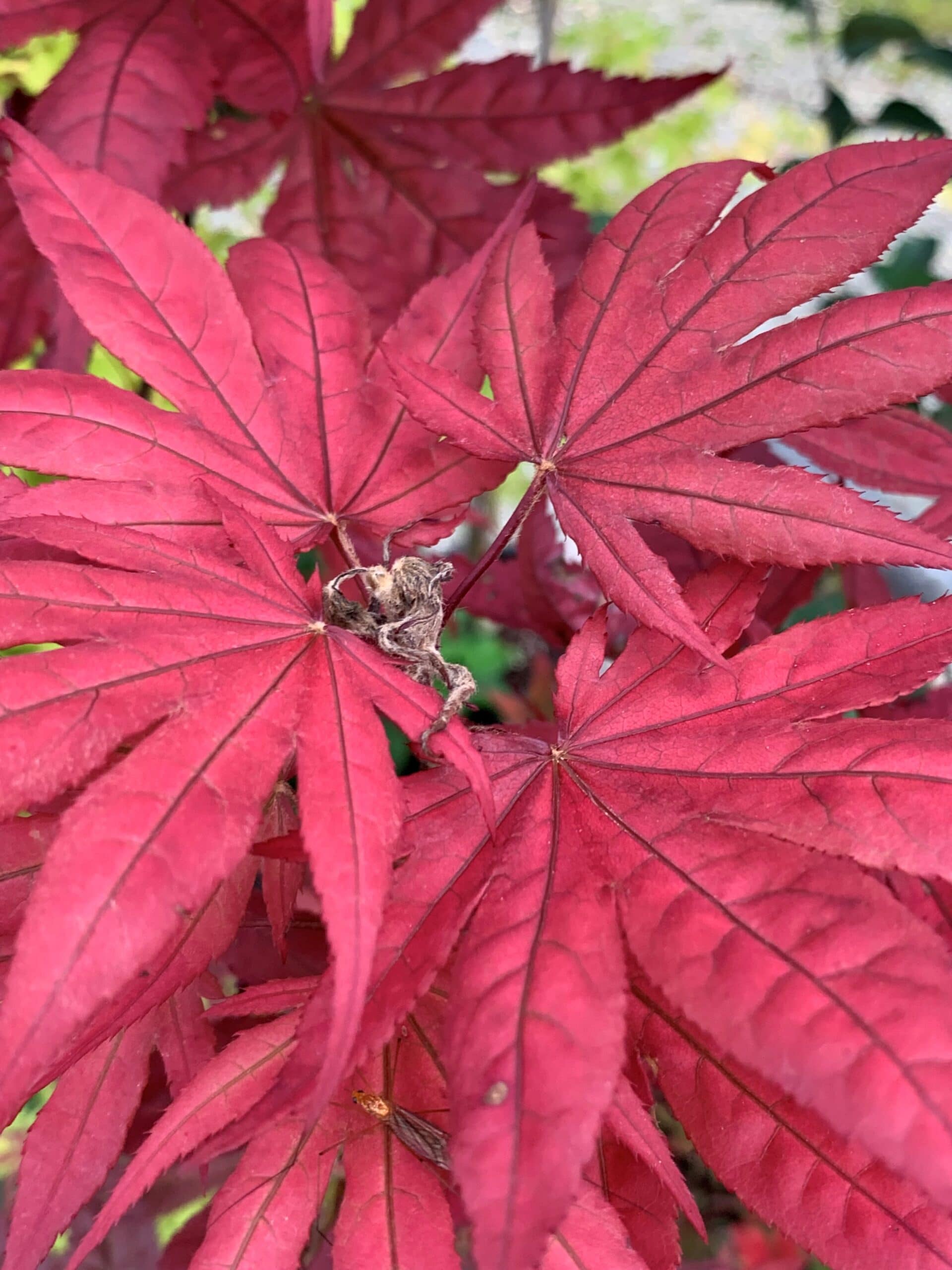 Purple Ghost Japanese Maple Purple Ghost Japanese Maple