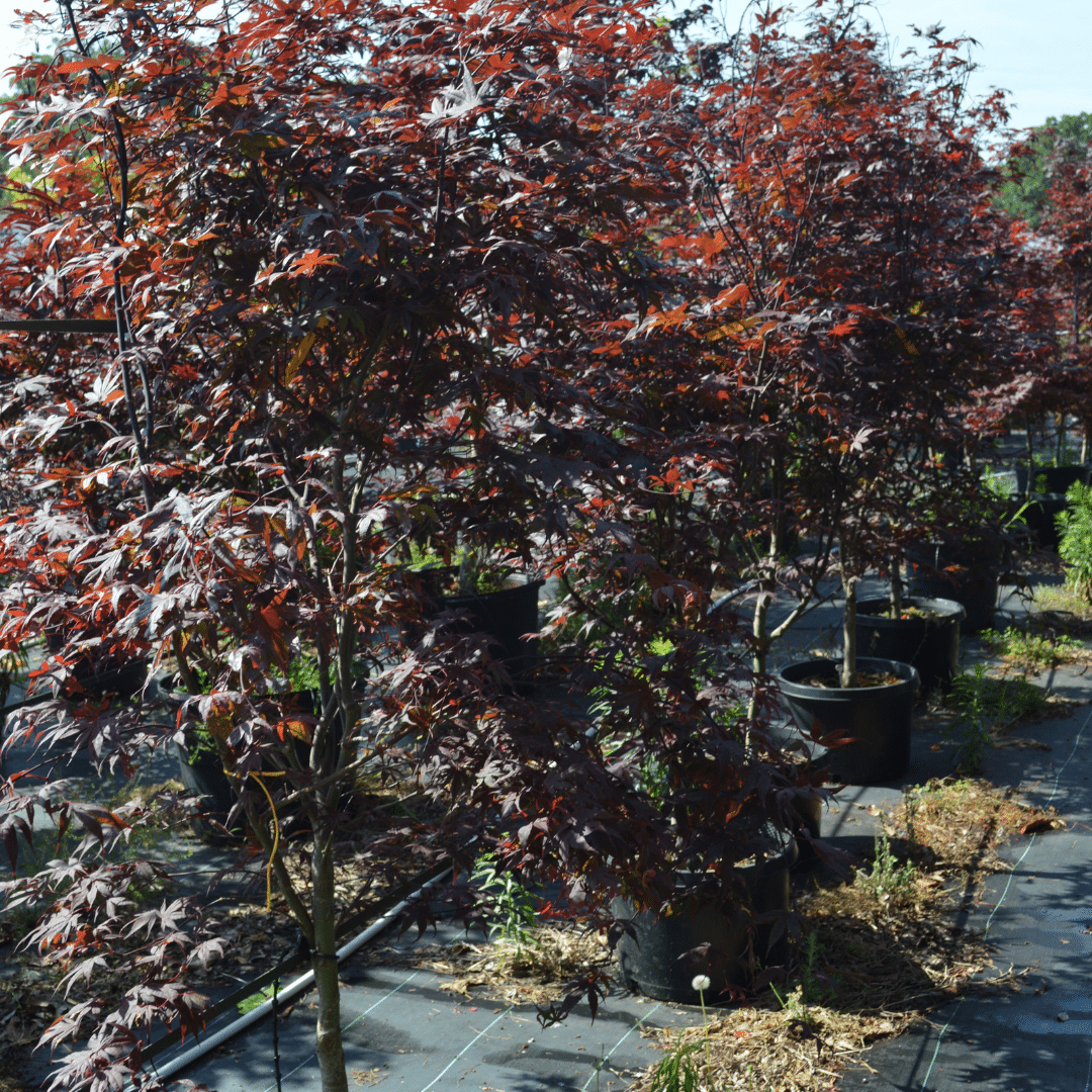 Bloodgood Japanese Maple Bloodgood Japanese Maple