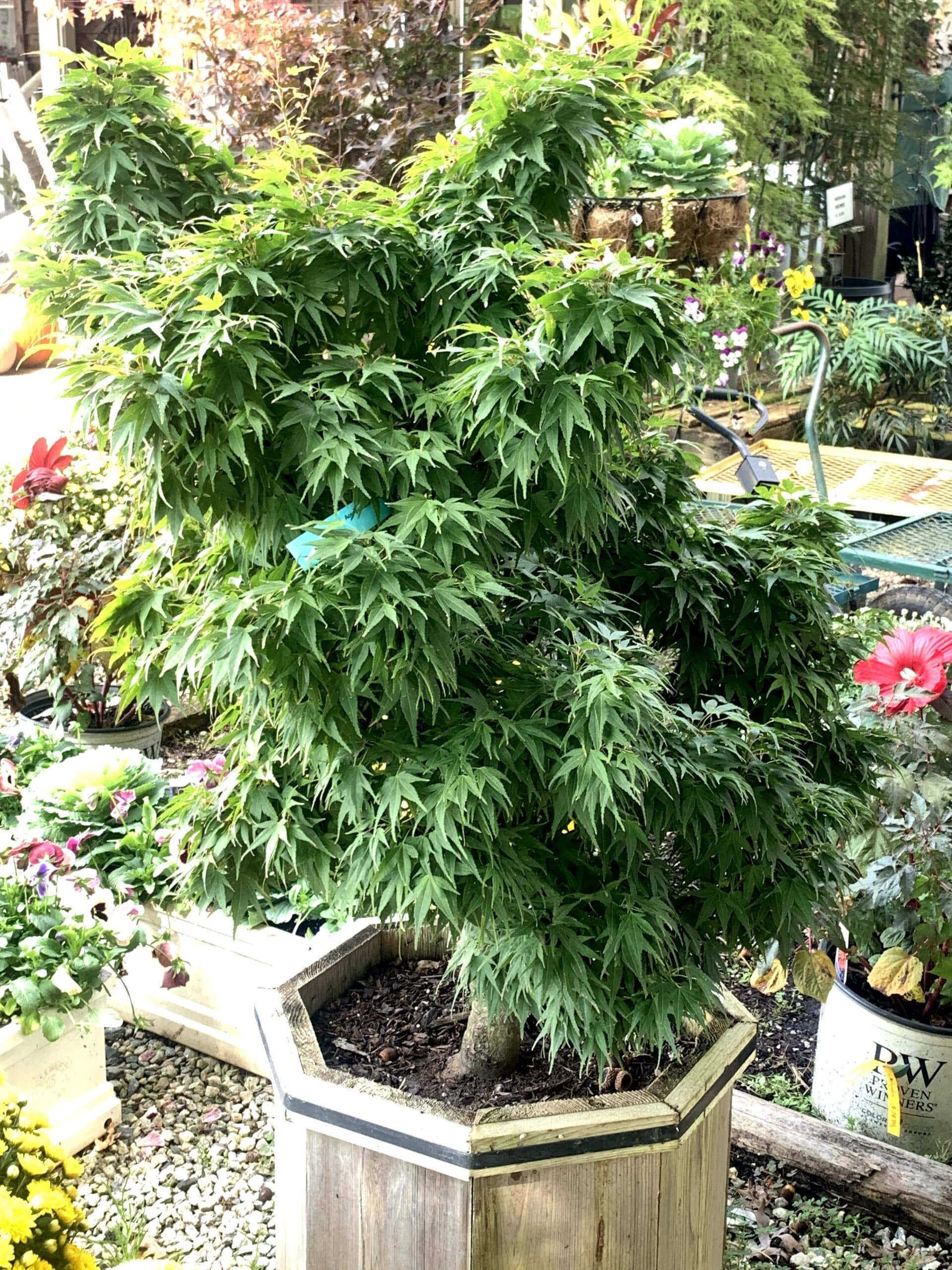 Mikawa Japanese Maple Mikawa Japanese Maple