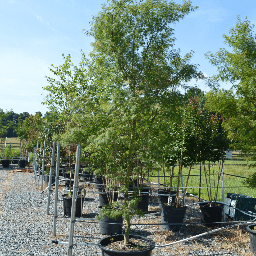 Seiryu Japanese Maple Seiryu Japanese Maple