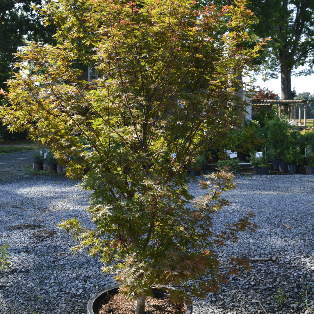 Skeeters Broom Japanese Maple Skeeters Broom Japanese Maple