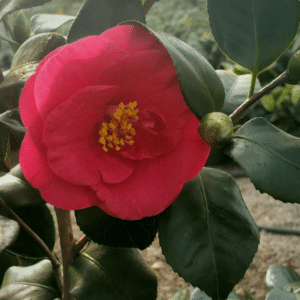 greensboro red camellia