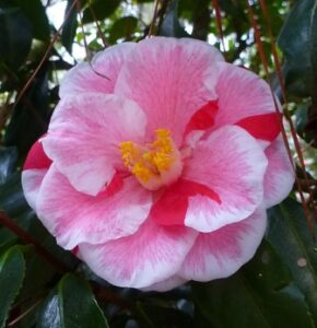Lady Vansittart camellia