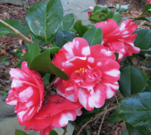 governor mouton camellia 