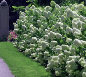 Limelight Hydrangea