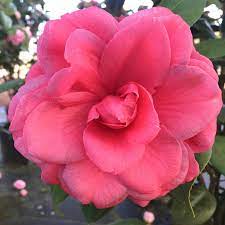 Manthotiana Rubra camellia