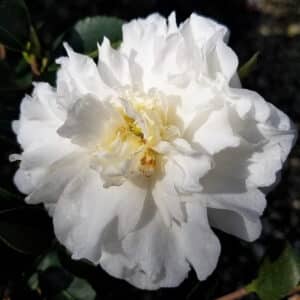 Mine No Yuki_Camellia