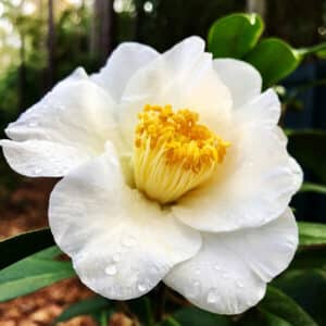 Silver Waves Camellia