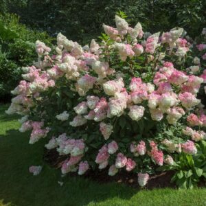 Vanilla Strawberry Hydrangea
