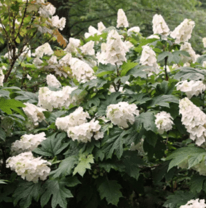 alice hydrangea
