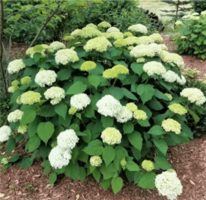 annabelle hydrangea