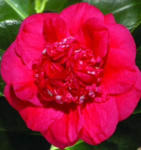 april tryst camellia