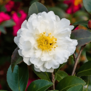 autumn rocket camellia