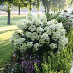 bobo hydrangea