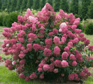 firelight hydrangea