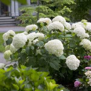 incrediball hydrangea