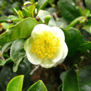 large tea leaf camellia