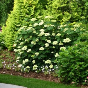 lime rickey hydrangea