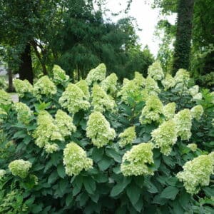 limelight prime hydrangea