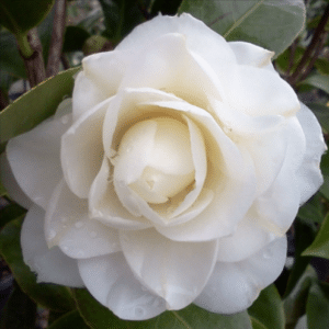 morning glow camellia