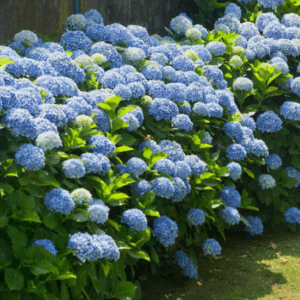 nikko blue hydrangea