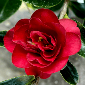 october magic ruby camellia