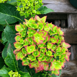 pistachio hydrangea