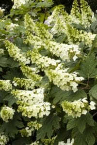 snow queen hydrangea