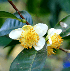 small tea leaf camellia
