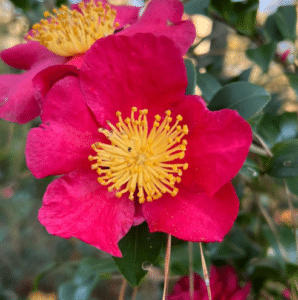 yuletide camellia