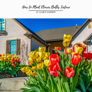 How to Plant Flower Bulbs