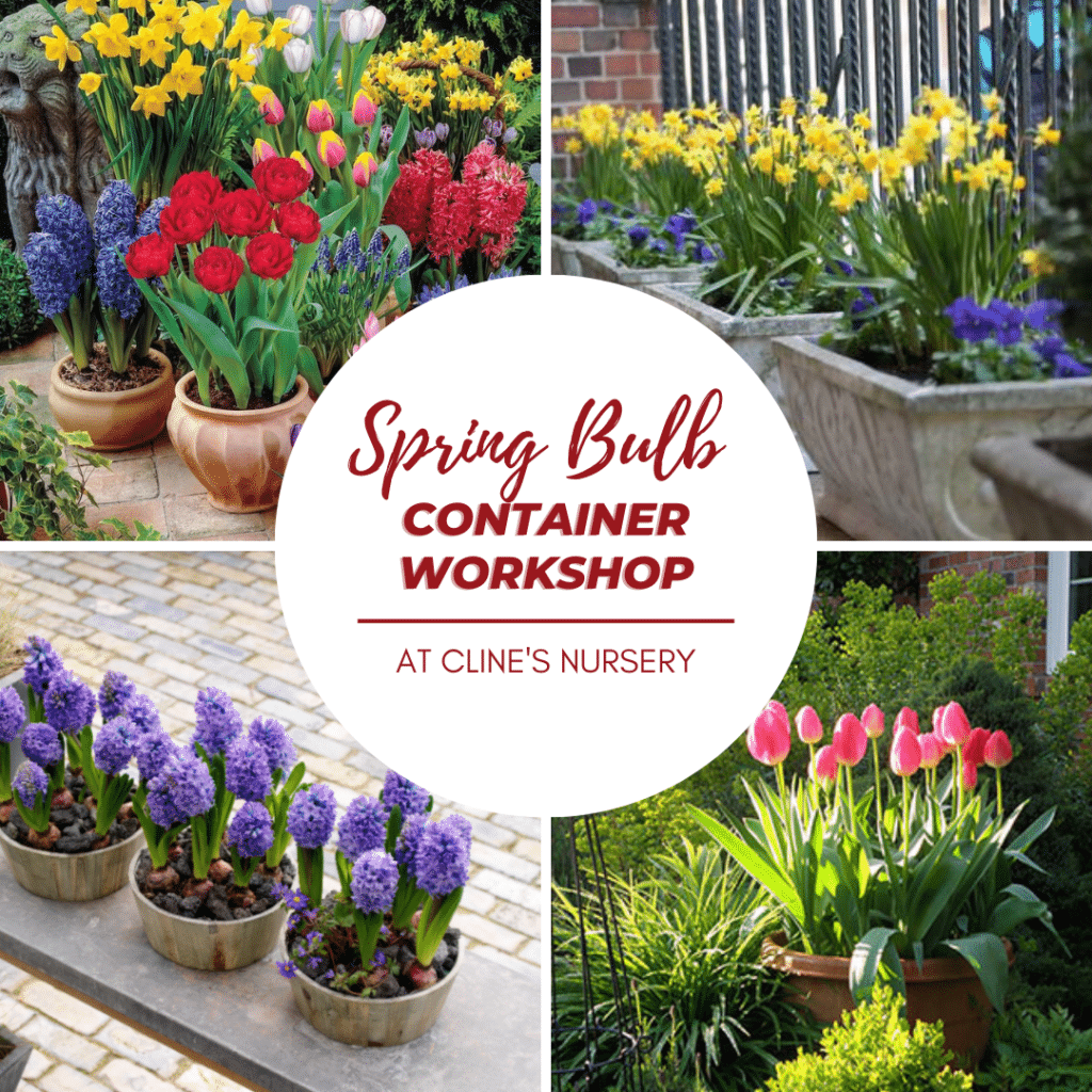 spring bulb event