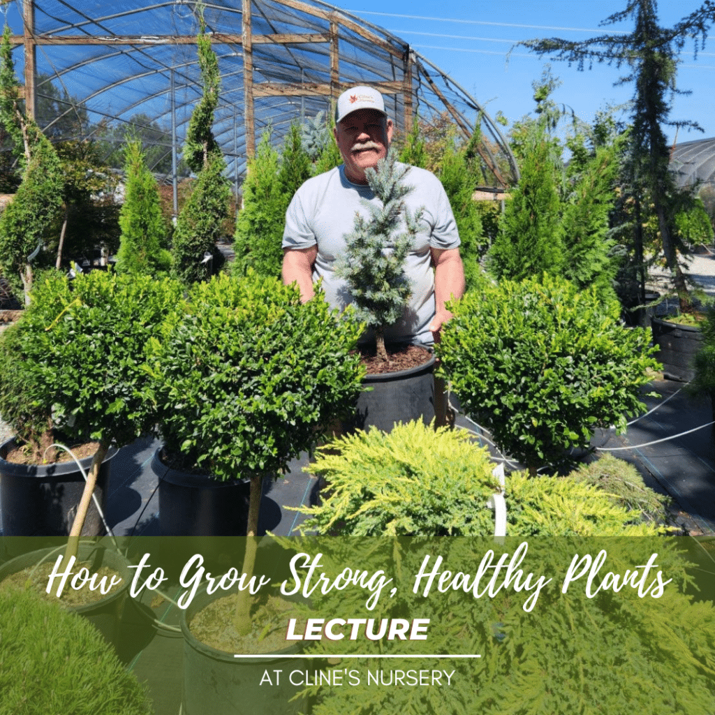 how to grow strong healthy plants