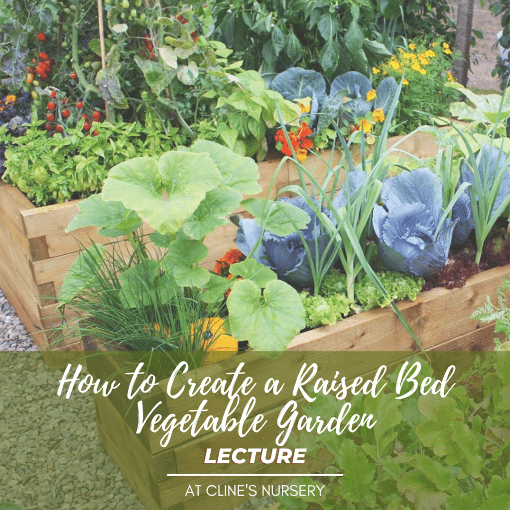raised bed vegetable gardening
