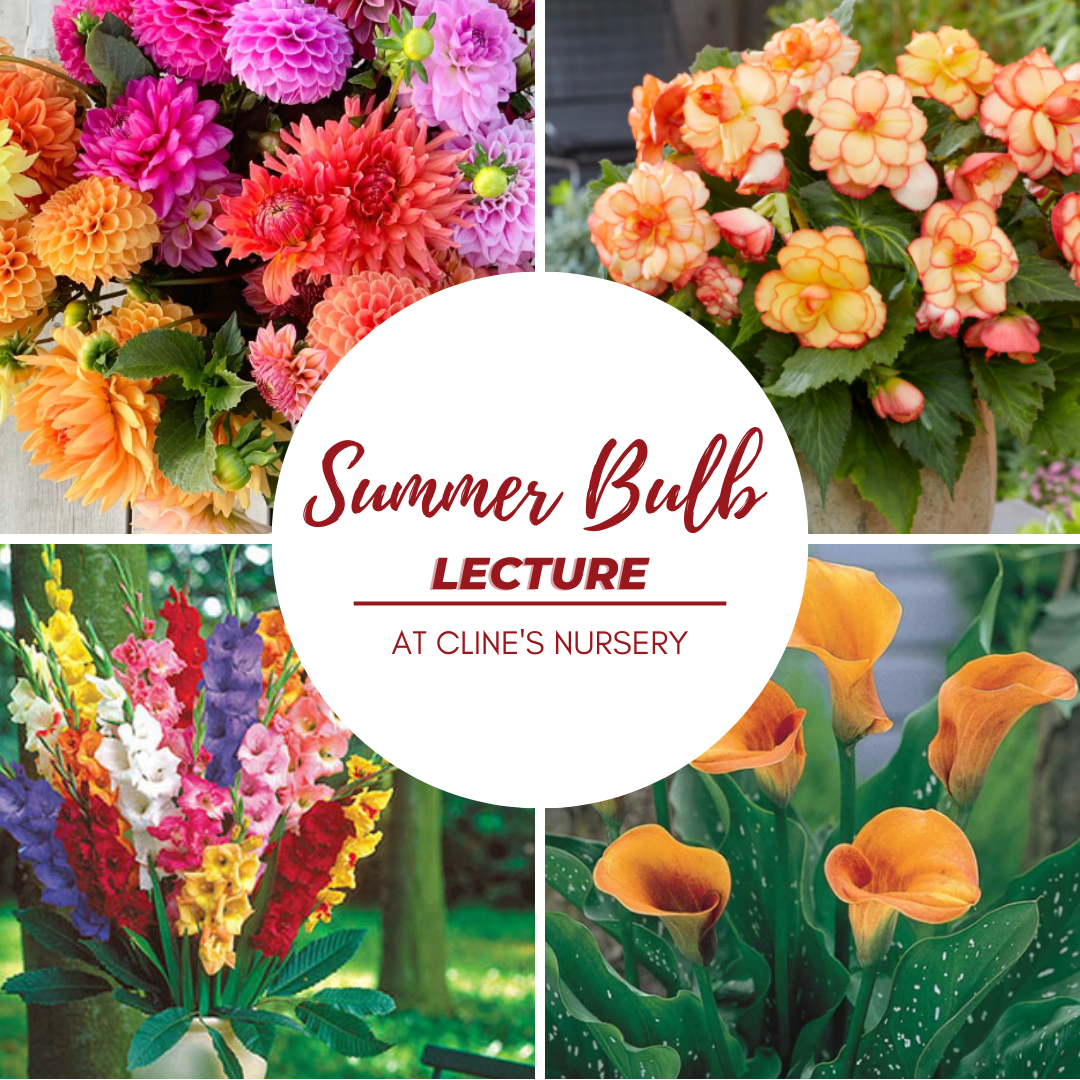 summer bulb lecture