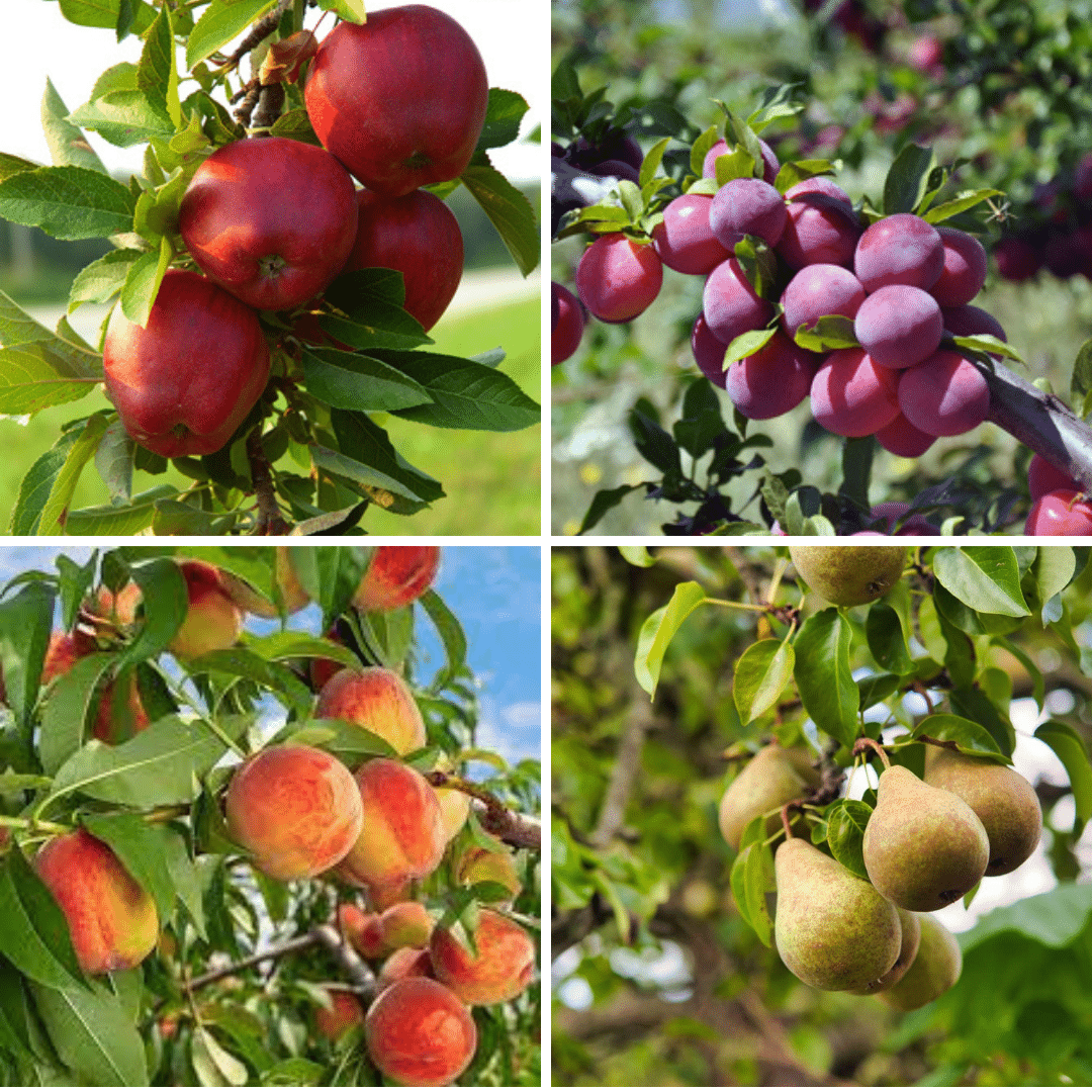 fruit trees and bushes