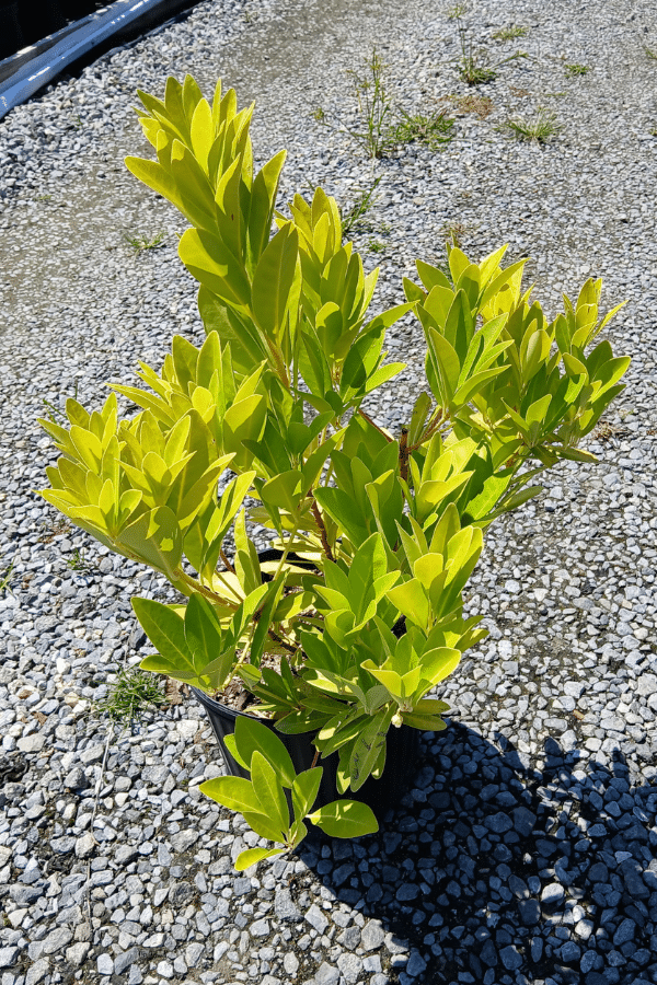 FLORIDA SUNSHINE ILLICIUM