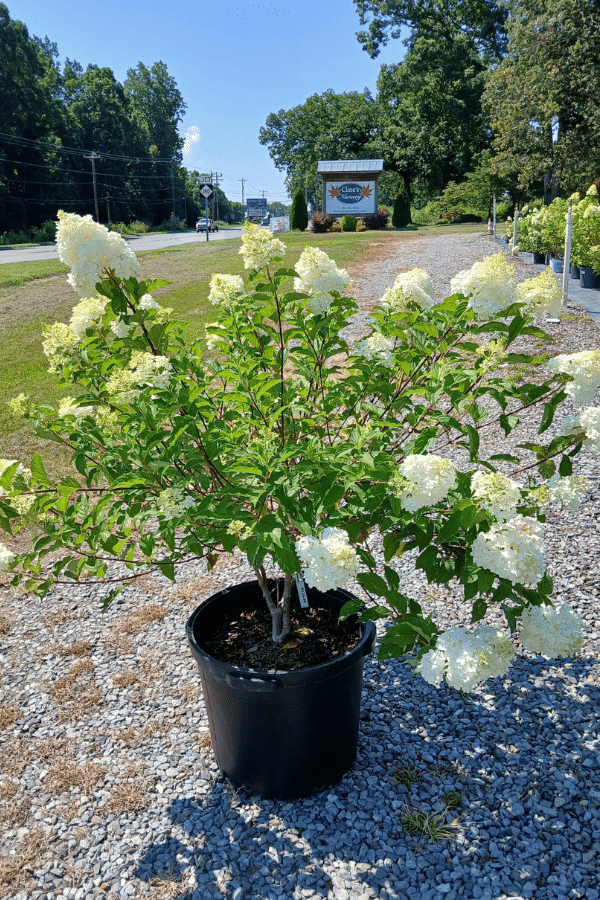 Limelight Hydrangea
