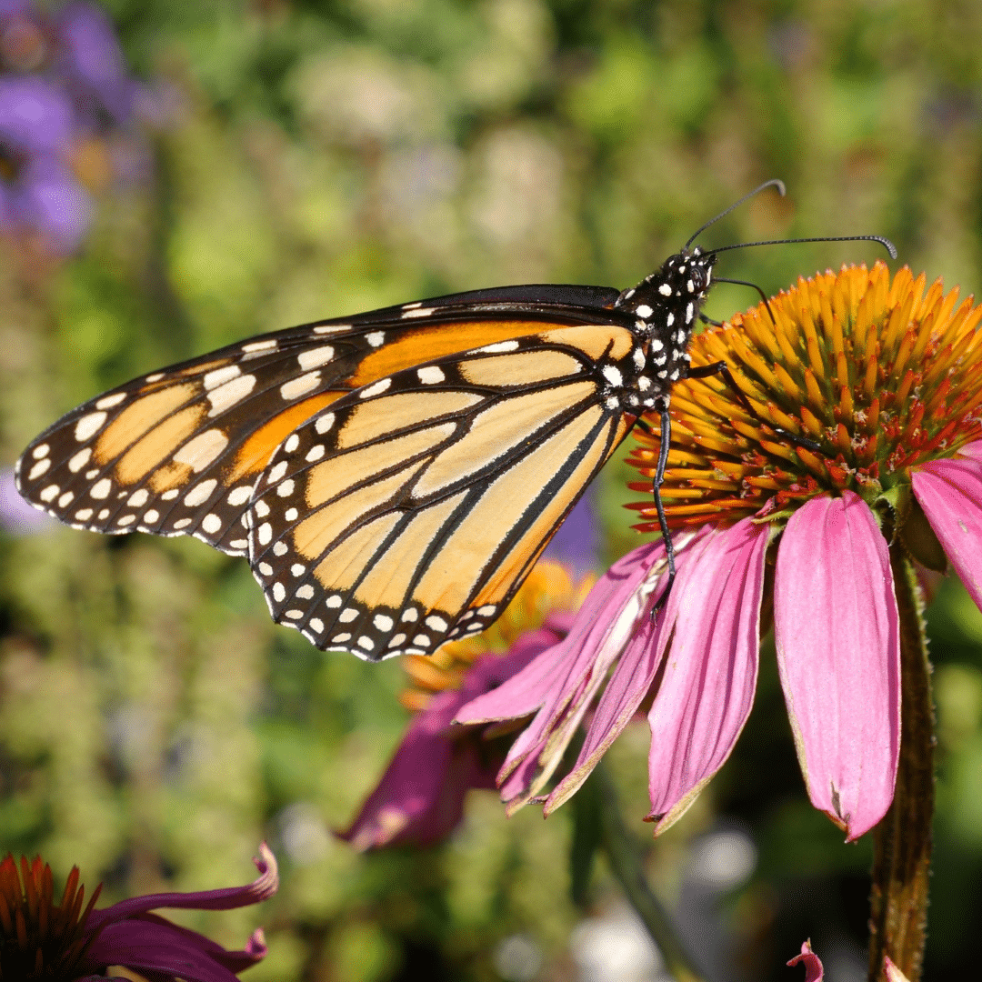 pollinator gardening