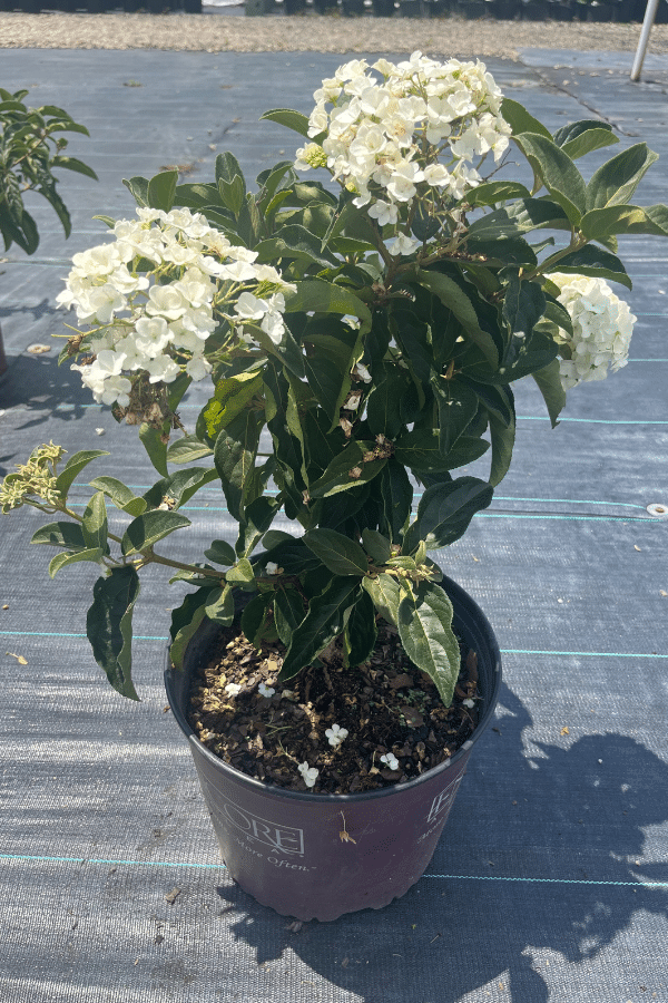 VIBURNUM MACROCEPHALUM
